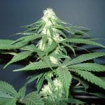 Master Kush Feminised Seeds - 5-NV-MK