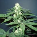 Master Kush Feminised Seeds - 5-NV-MK