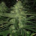 Northern Light Feminized Seeds - 5-NV-NL
