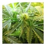 Northern Light Feminised Seeds - 5-NV-NL
