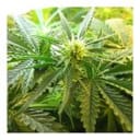 Northern Light Feminized Seeds - 5-NV-NL