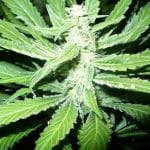 Pure Power Plant Feminised Seeds - 5-NV-PPP
