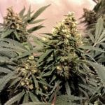 Pure Power Plant Feminised Seeds - 5-NV-PPP