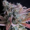Raspberry Cough Feminisiert Samen - 5-NV-RC