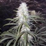 Sterling Haze Feminised Seeds - 5-NV-SH