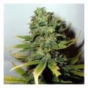 Super Skunk Feminisiert Samen - 5-NV-SS