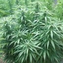 White Rhino Feminised Seeds - 5-NV-WR