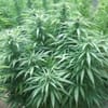 White Rhino Feminised Seeds - 5-NV-WR