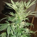White Rhino Feminised Seeds - 5-NV-WR