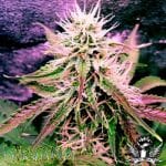 Northern Light Auto Feminised Seeds - 5-NV-NLA