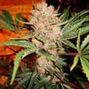 Bubblelicious Auto Feminized Seeds - 5-NV-BUBBLEA