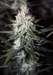 Moonshine Haze Regular Seeds - 12-RD-019