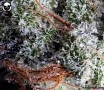 Moonshine Haze Regular Seeds - 12-RD-019
