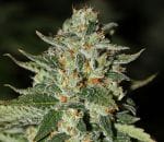 Midas Regular Seeds - 12-RD-029