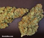 Midas Regular Seeds - 12-RD-029