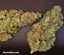 Midas Regular Seeds - 12-RD-029