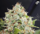 Collection 1 Feminised Seeds-MS-C1-FEM