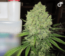 Collection 1 Feminised Seeds-MS-C1-FEM