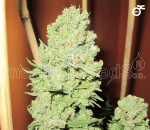 Collection 1 Feminised Seeds-MS-C1-FEM