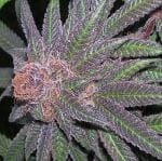 Purple Wreck Regular Seeds - 10-GDP-GDPPWR10