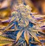 Purple Wreck Regular Seeds - 10-GDP-GDPPWR10