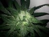 Sunshine Daydream Regular Seeds - 11-BODH-SNSH-REG