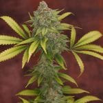 Sunshine Daydream Regular Seeds - 11-BODH-SNSH-REG