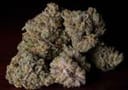 Sunshine Daydream Regular Seeds - 11-BODH-SNSH-REG