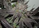 Sunshine Daydream Regular Seeds - 11-BODH-SNSH-REG