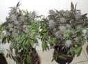 Sunshine Daydream Regular Seeds - 11-BODH-SNSH-REG