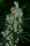 Silver Mountain Regular Seeds - 11-BODH-SLVR-REG