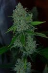 Silver Mountain Regular Seeds - 11-BODH-SLVR-REG