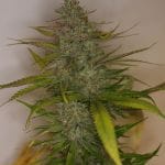 Mountain Temple Regular Seeds - 11-BODH-MONT-REG