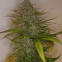 Mountain Temple Regular Seeds - 11-BODH-MONT-REG