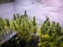 Mountain Temple Regular Seeds - 11-BODH-MONT-REG