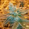 Love Triangle Regular Seeds - 11-BODH-LOVE-REG