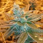 Love Triangle Regular Seeds - 11-BODH-LOVE-REG