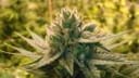 Love Triangle Regular Seeds - 11-BODH-LOVE-REG