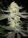Love Triangle Regular Seeds - 11-BODH-LOVE-REG