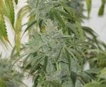 Love Triangle Regular Seeds - 11-BODH-LOVE-REG