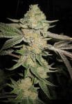 Love Triangle Regular Seeds - 11-BODH-LOVE-REG