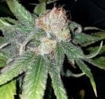 Purple Crack Feminised Seeds - 6-CC-027-F6