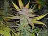 Skylotus Regular Seeds - 11-BODH-SKYL-REG