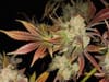 Cluster Funk Regular Seeds - 11-BODH-CLFK-REG