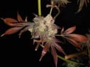 Cluster Funk Regular Seeds - 11-BODH-CLFK-REG