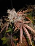 Cluster Funk Regular Seeds - 11-BODH-CLFK-REG
