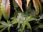 Cluster Funk Regular Seeds - 11-BODH-CLFK-REG