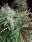 Cluster Funk Regular Seeds - 11-BODH-CLFK-REG