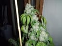 Black Triangle Regular Seeds - 11-BODH-BLKTR-REG