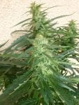 Spacer Super Auto Feminised Seeds - 3-FLSHSPACE-F3